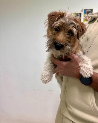 Jack Russel tricolor pelo lungo M disponibile