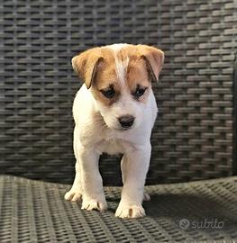 Jack russel cuccioli