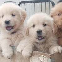 Cuccioli di Golden retriever Americani