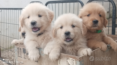 Cuccioli di Golden retriever Americani