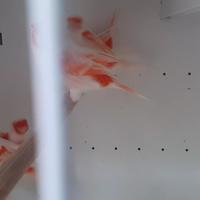 Canarini rosso mosaico