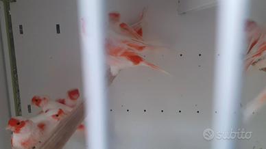 Canarini rosso mosaico