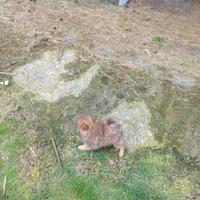 Cucciolo volpino spitz tedeschi