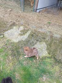 Cucciolo volpino spitz tedeschi