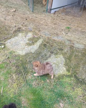 Cucciolo volpino spitz tedeschi