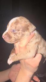 American Bully XL cuccioli