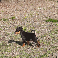 Pinscher nano simil