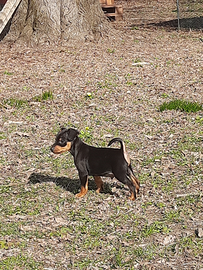 Pinscher nano simil