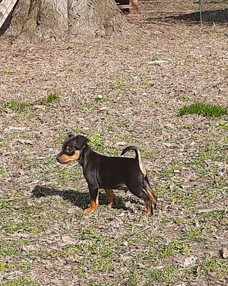 Pinscher nano simil