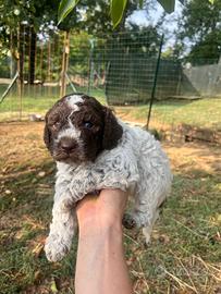Cuccioli lagotto romagnolo
