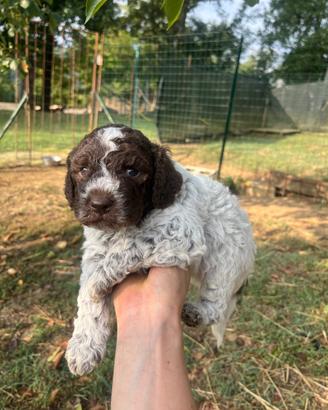 Cuccioli lagotto romagnolo