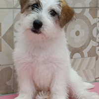 Jack Russell terrier pedigree