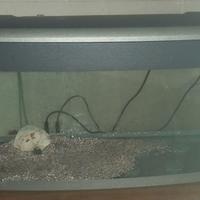 Acquario