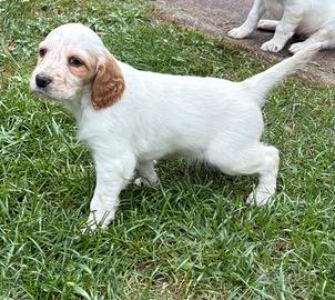 Setter inglese