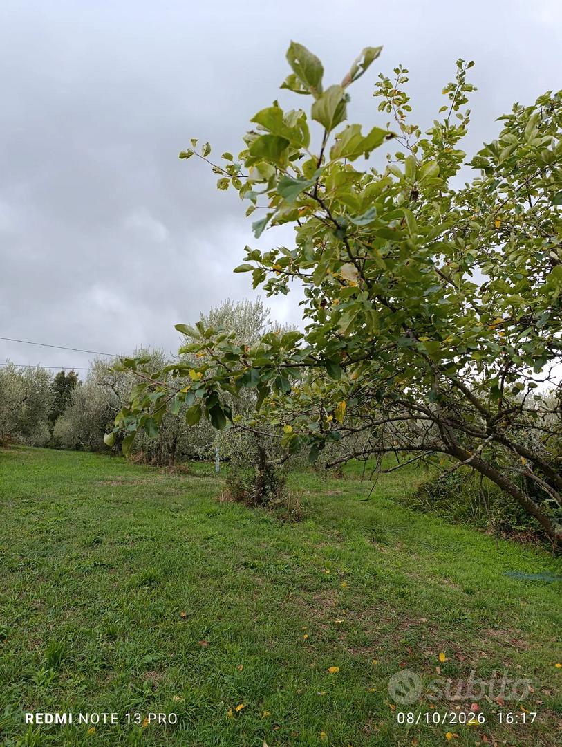 TERRENO AGRICOLO CON OLIVI E PIANTE DA FRUTTO - Vista 4