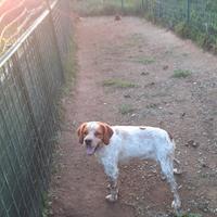 BRETON cucciolone con pedigree