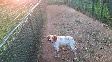 BRETON cucciolone con pedigree