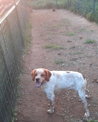 BRETON cucciolone con pedigree