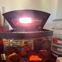 Acquario 35l completo con arredamento