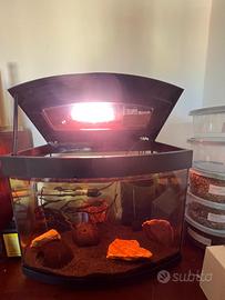 Acquario 35l completo con arredamento