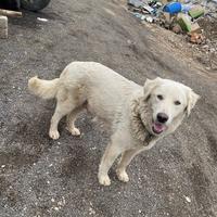 Cani futura taglia grande