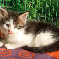 Splendidi cuccioli di Maine Coon con pedigree