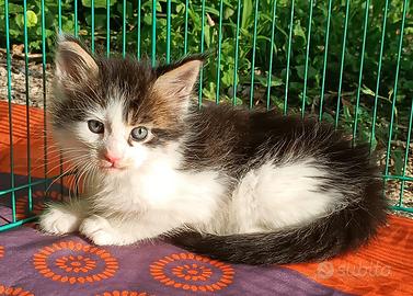Splendidi cuccioli di Maine Coon con pedigree