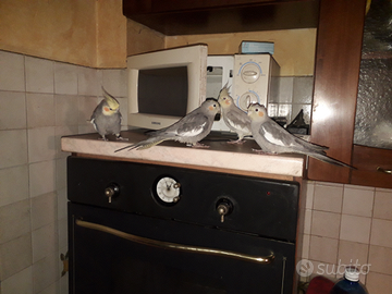 Calopsite domestiche