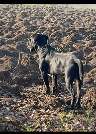 Cane corso e pitbull