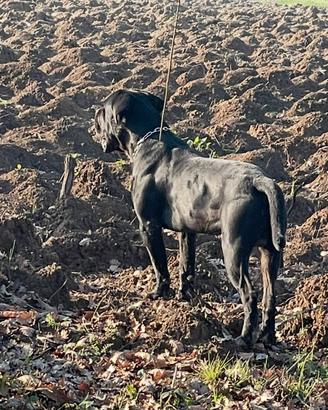 Cane corso e pitbull