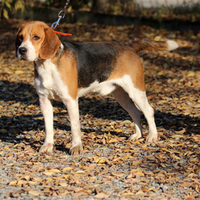 Beagle pronta caccia