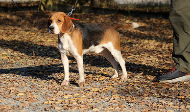 Beagle pronta caccia