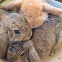 Coniglio Ariete cucciolo