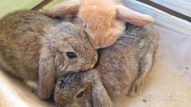 Coniglio Ariete cucciolo