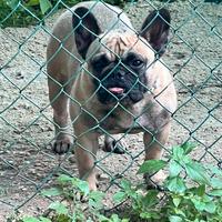 Bouldogue francese