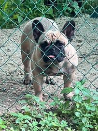 Bouldogue francese