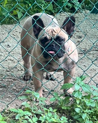 Bouldogue francese