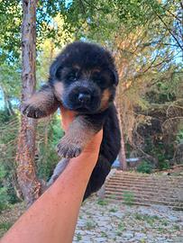 Cuccioli Pastore Tedesco