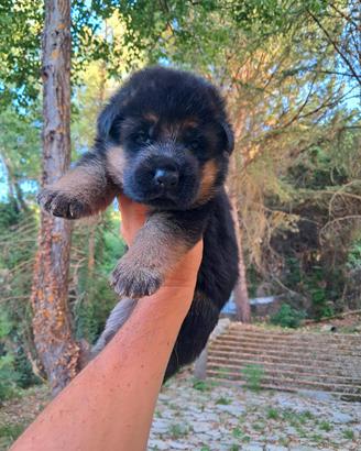 Cuccioli Pastore Tedesco
