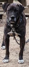Cucciolo cane corso x Abruzzese