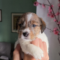 Cucciolo di Jack Russell Terrier