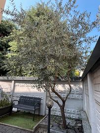 Albero d’ulivo