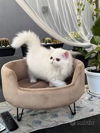 Gatti Persiani e Esotici cuccioli