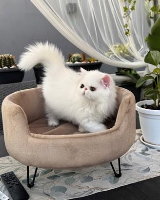 Gatti Persiani e Esotici cuccioli