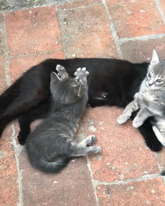 3 gattini di due mesi