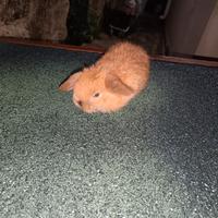 Coniglietti nani ariete