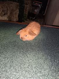 Coniglietti nani ariete