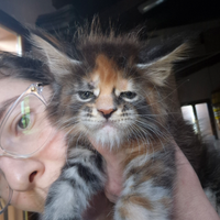 CUCCIOLI MAINE COON con Pedigree