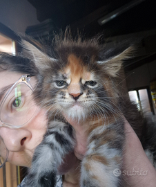CUCCIOLI MAINE COON con Pedigree