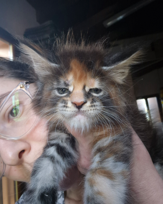 CUCCIOLI MAINE COON con Pedigree